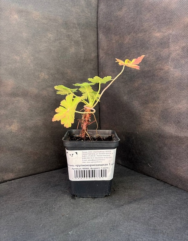 Герань крупнокорневищная 1 шт Р9